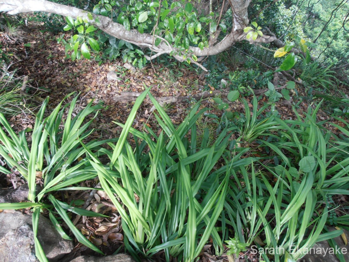 Dianella ensifolia (L.) Redouté