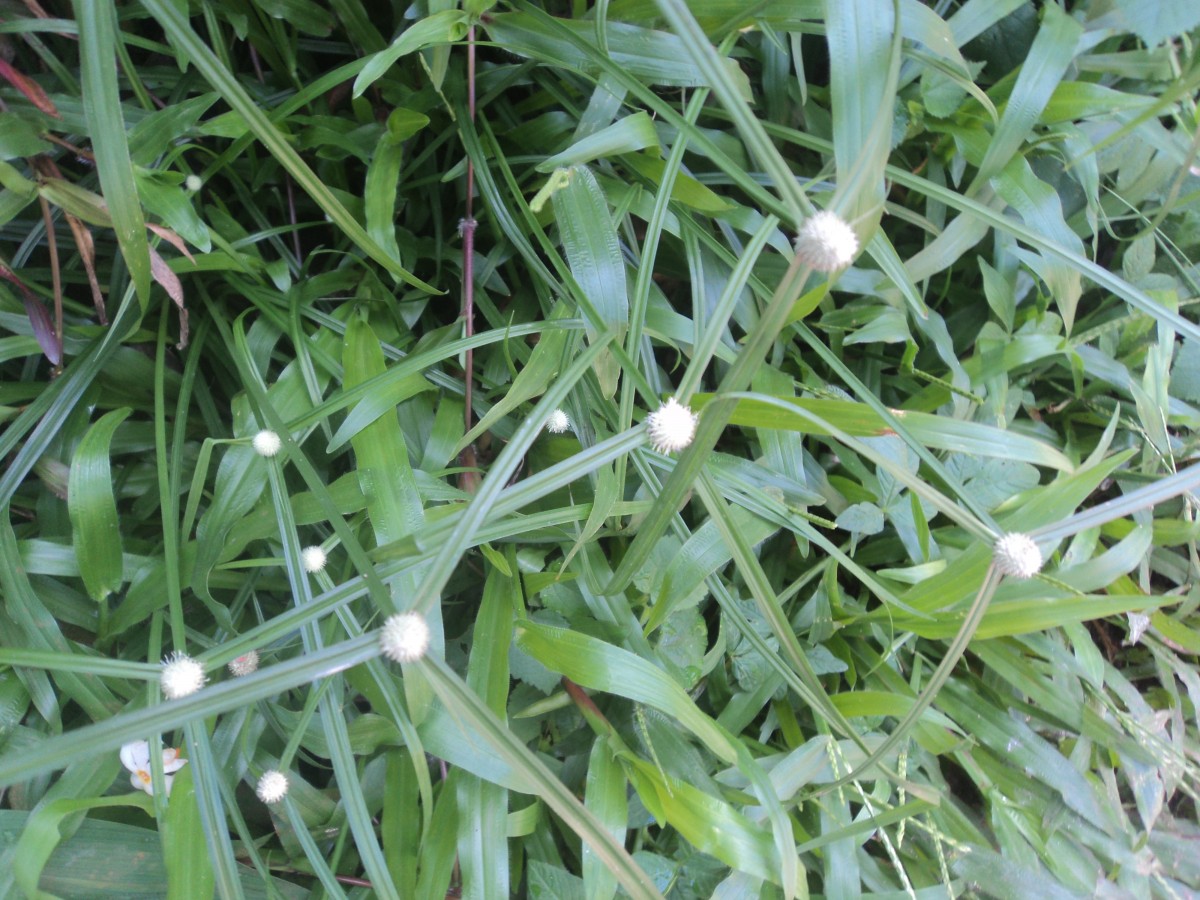 Cyperus mindorensis (Steud.) Huygh