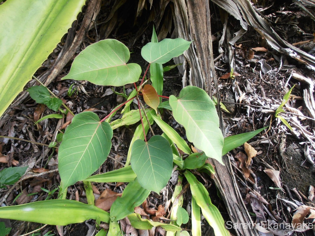 Ficus arnottiana (Miq.) Miq.