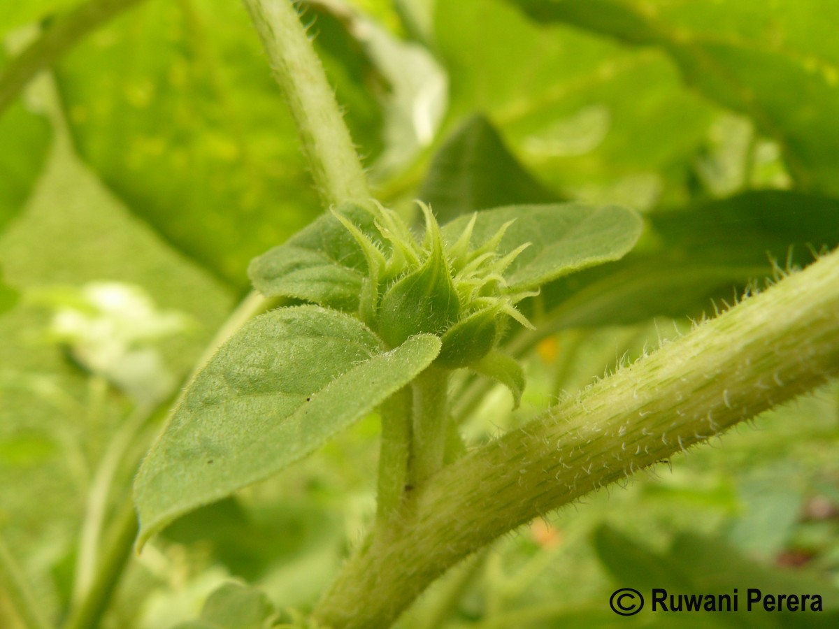 Helianthus annuus L.