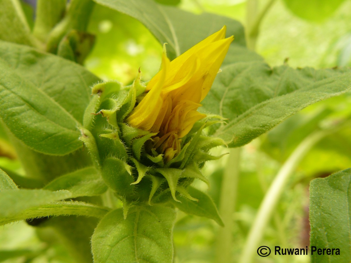 Helianthus annuus L.