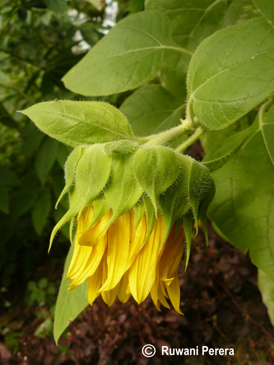 Helianthus annuus L.