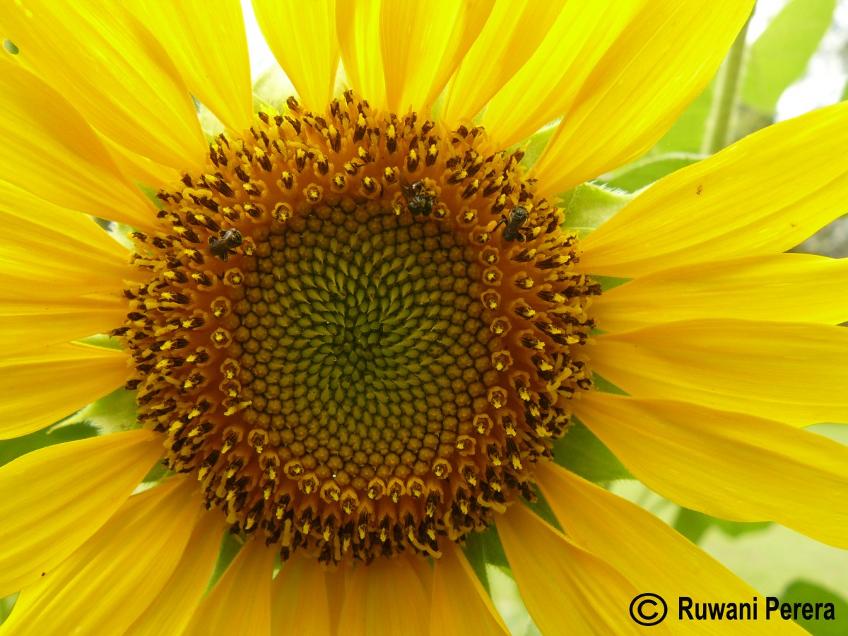 Helianthus annuus L.