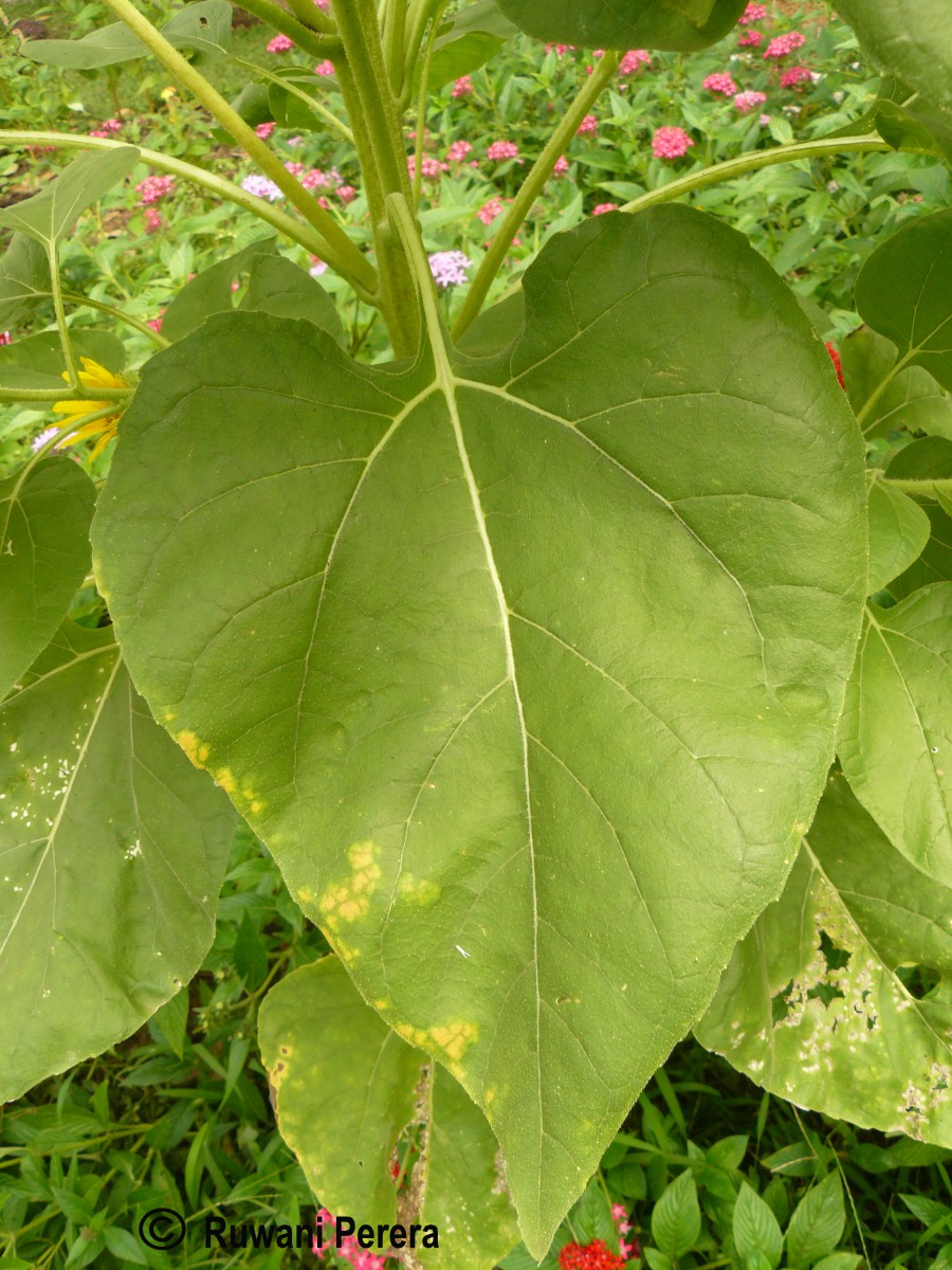 Helianthus annuus L.