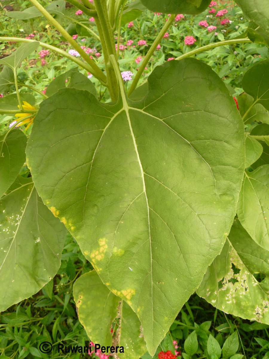 Helianthus annuus L.