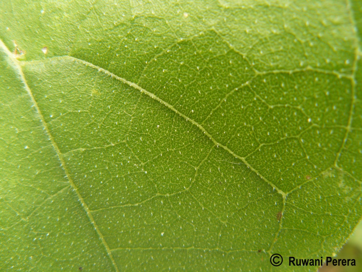 Helianthus annuus L.