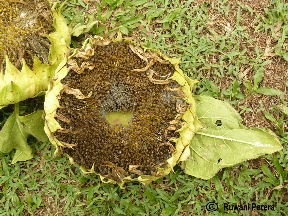 Helianthus annuus L.