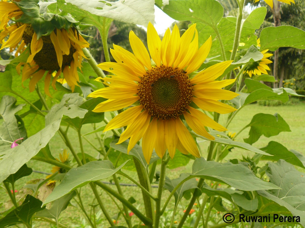 Helianthus annuus L.