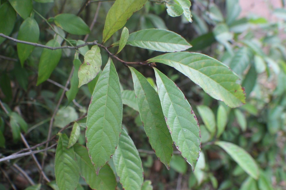 Tetracera akara (Burm.f.) Merr.