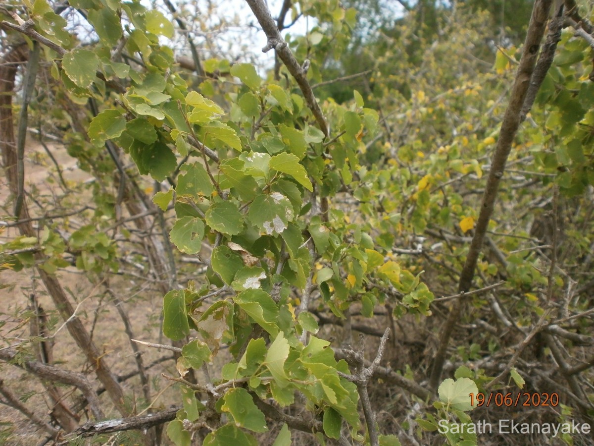 Grewia tenax (Forssk.) Fiori