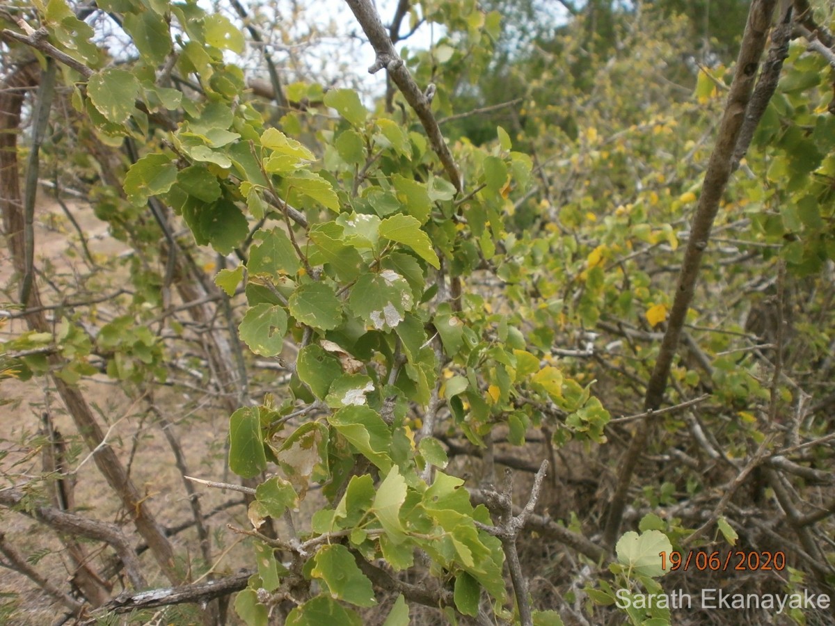 Grewia tenax (Forssk.) Fiori