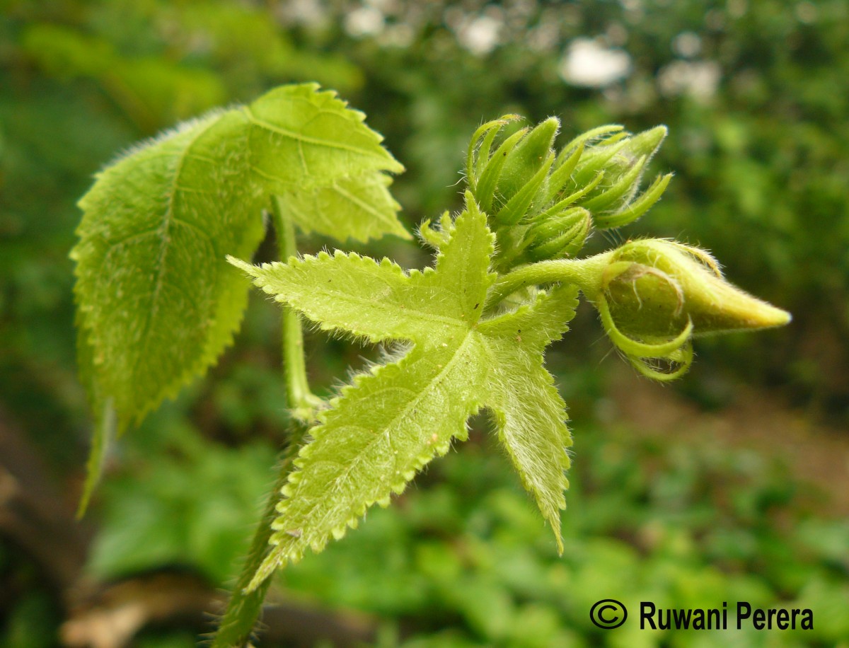 Abroma augustum (L.) L.f.