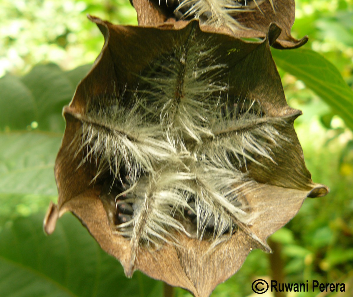 Abroma augustum (L.) L.f.