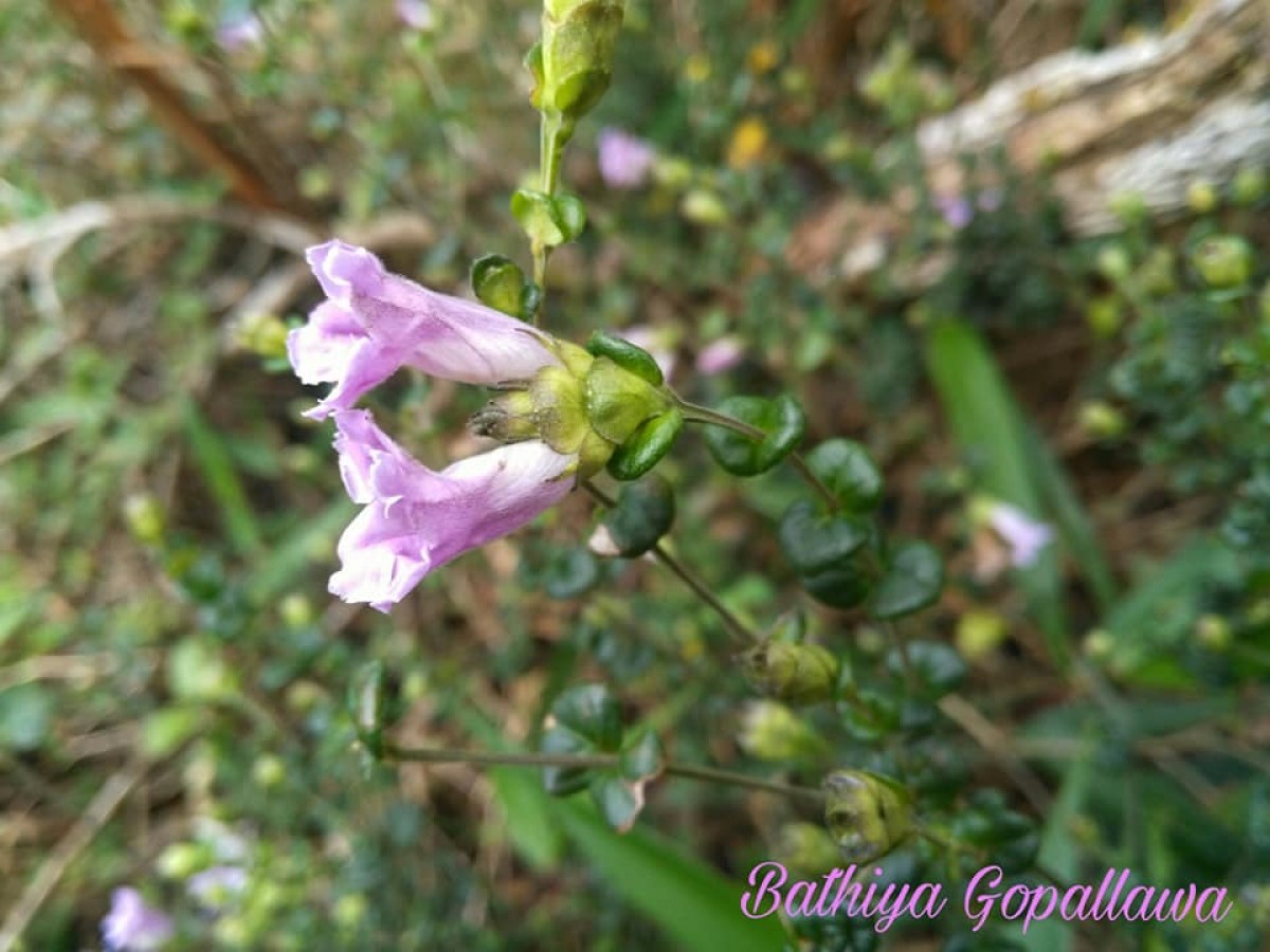 Strobilanthes punctata Nees