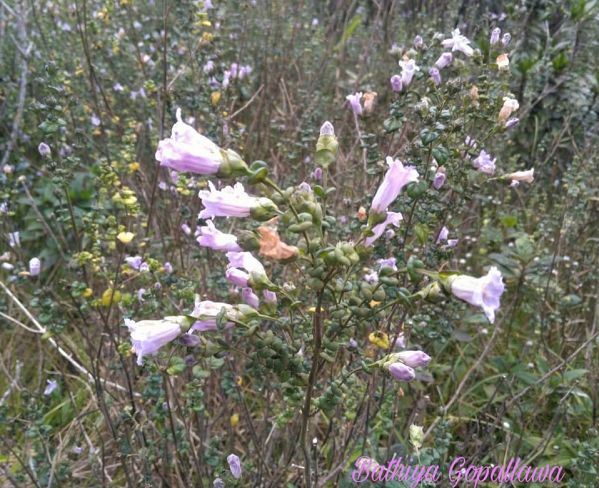 Strobilanthes punctata Nees