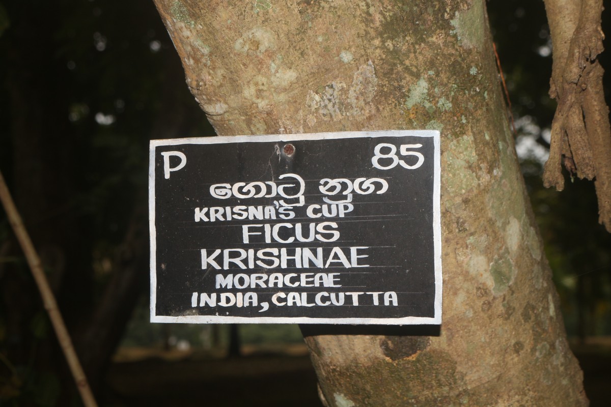 Ficus krishnae C.DC.