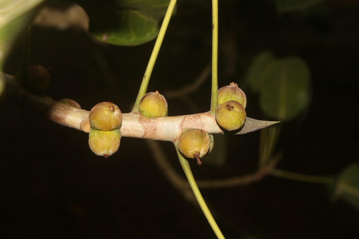 Ficus krishnae C.DC.