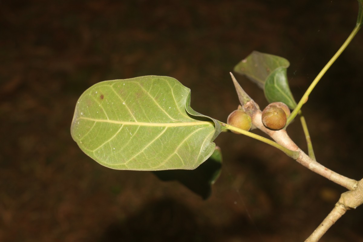 Ficus krishnae C.DC.