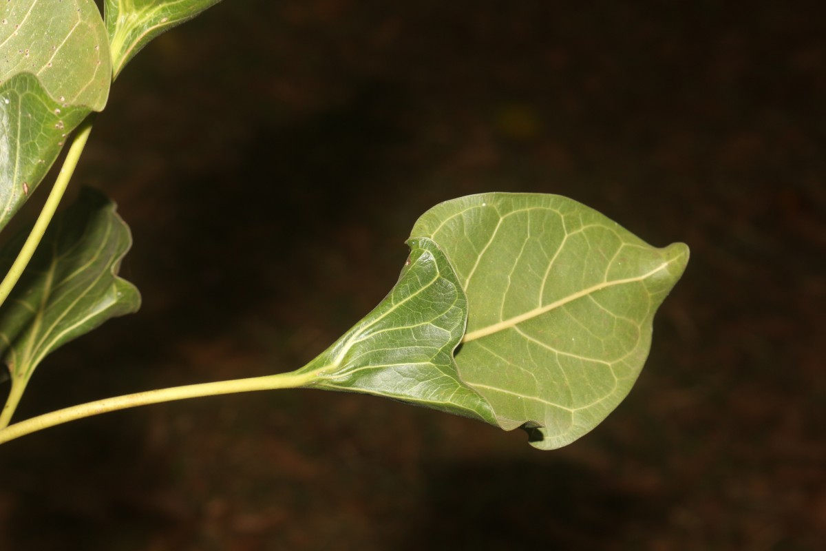 Ficus krishnae C.DC.