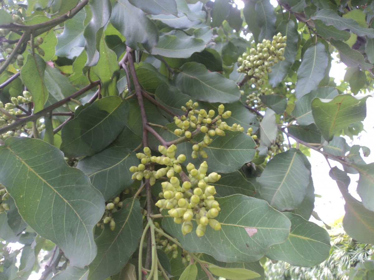 Corymbia torelliana (F.Muell.) K.D.Hill & L.A.S.Johnson