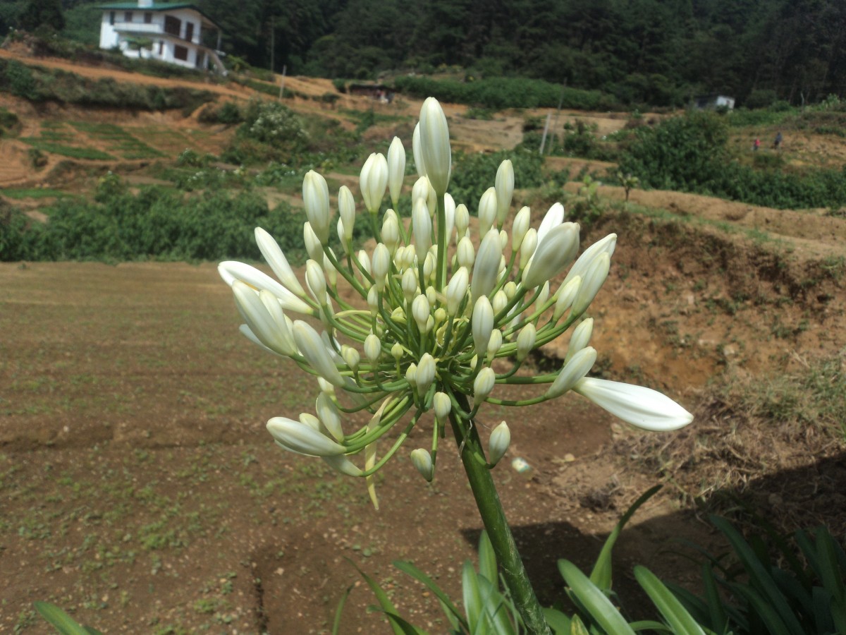 Agapanthus africanus (L.) Hoffmanns.