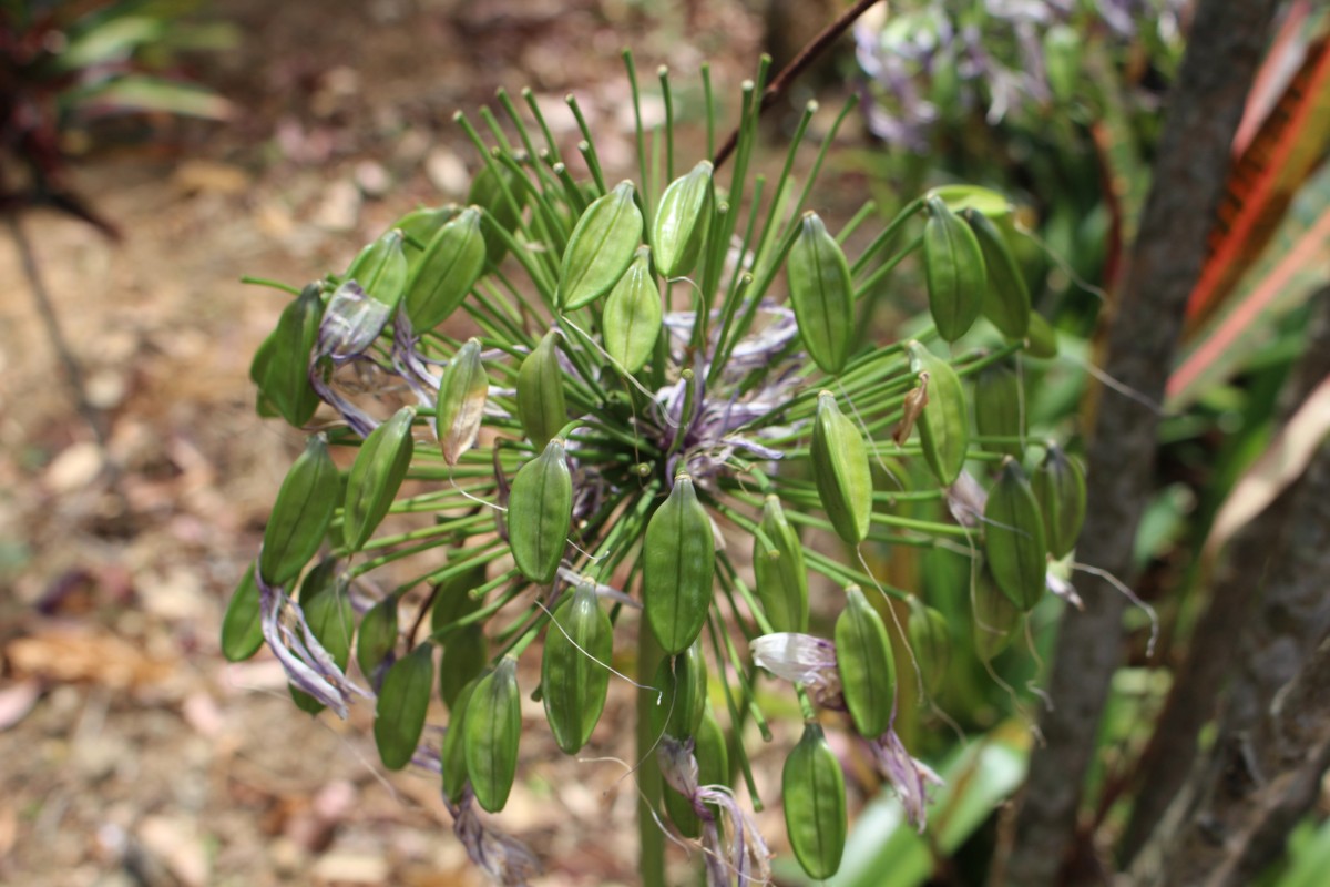 Agapanthus africanus (L.) Hoffmanns.