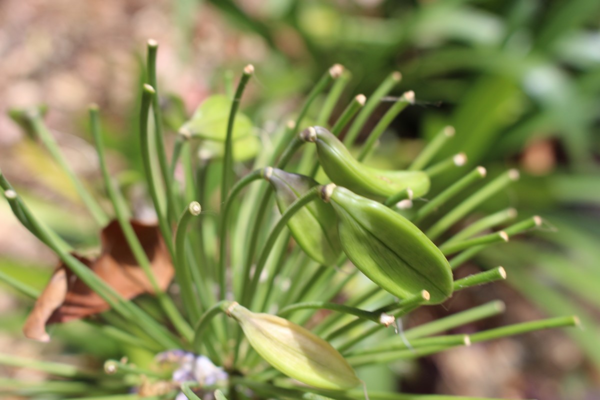 Agapanthus africanus (L.) Hoffmanns.