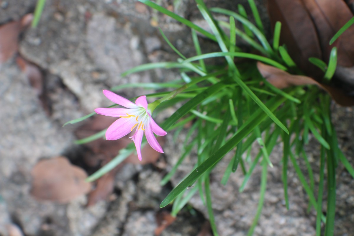 Zephyranthes minuta (Kunth) D.Dietr.