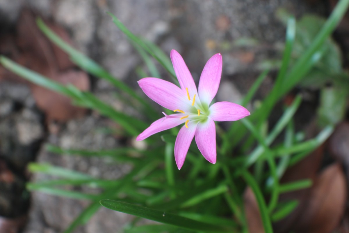 Zephyranthes minuta (Kunth) D.Dietr.