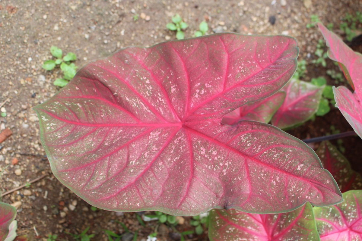 Caladium bicolor (Aiton) Vent.