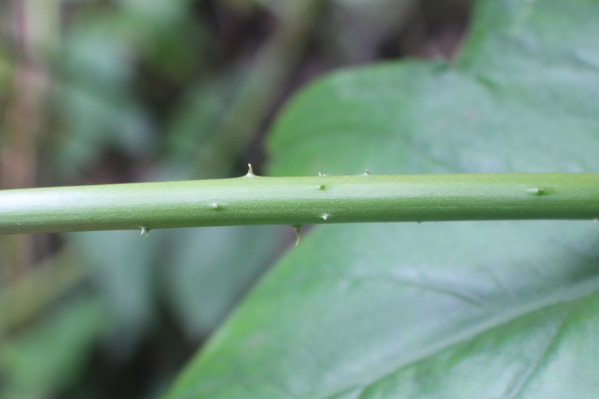 Lasia spinosa (L.) Thwaites