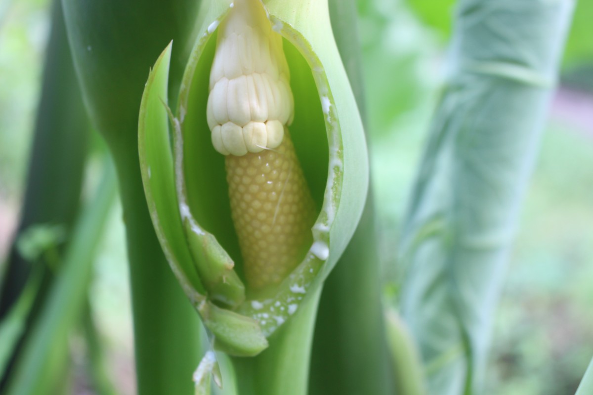 Xanthosoma sagittifolium (L.) Schott