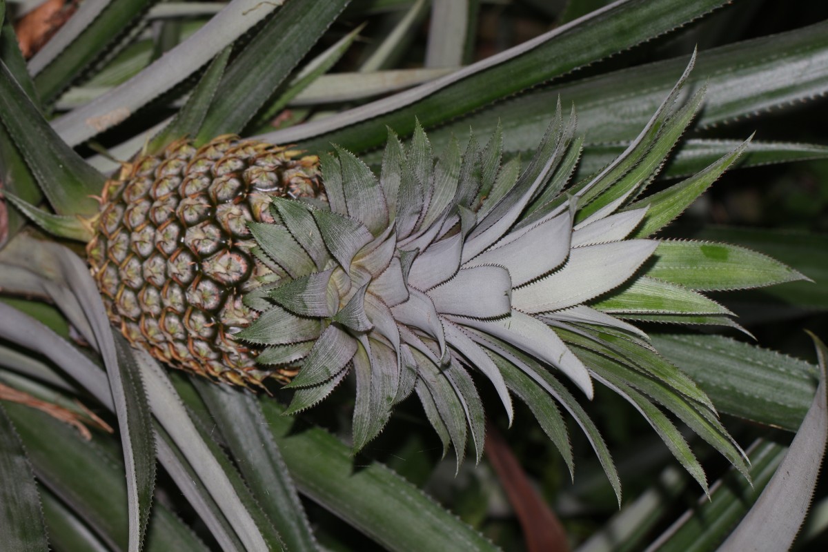 Ananas comosus (L.) Merr.