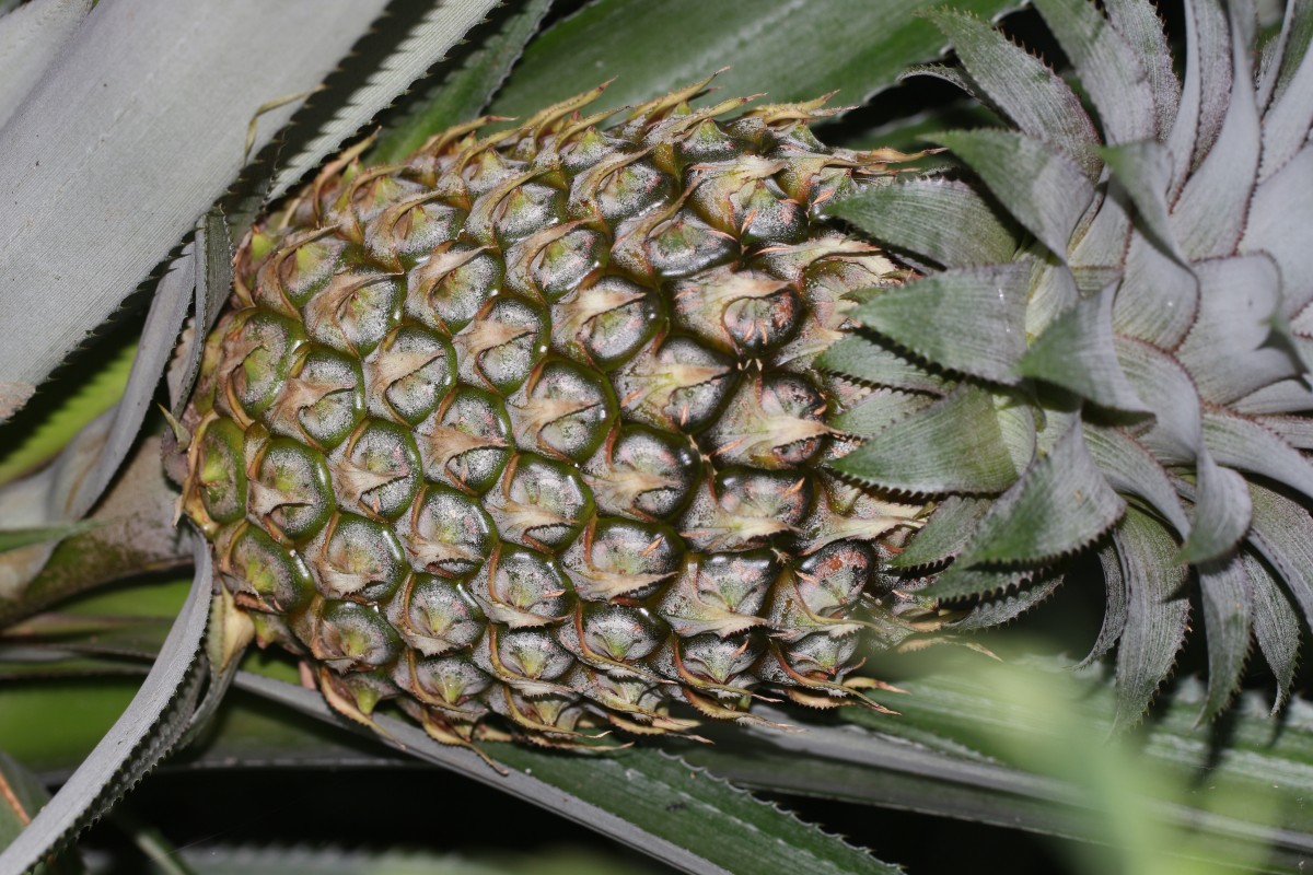 Ananas comosus (L.) Merr.