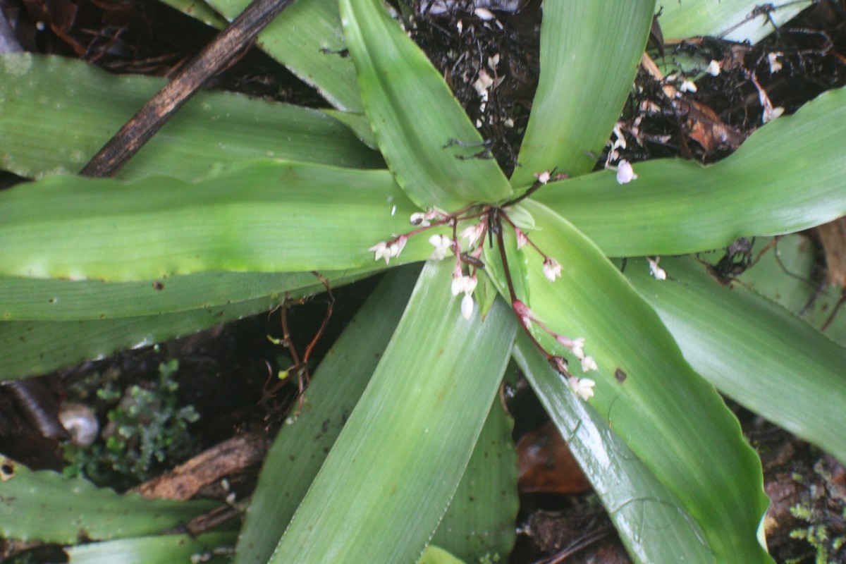 Murdannia glauca (Thwaites ex C.B.Clarke) G.Brückn.