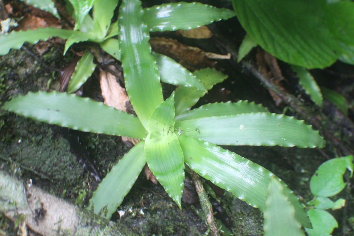 Murdannia glauca (Thwaites ex C.B.Clarke) G.Brückn.