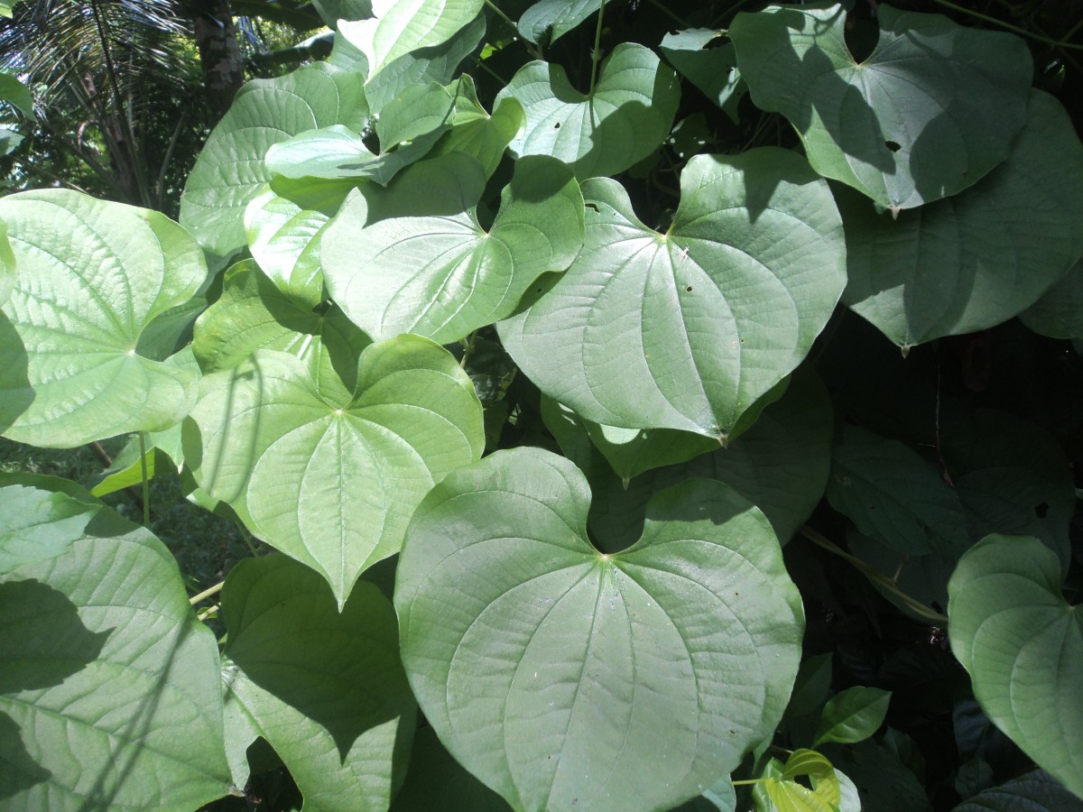 Dioscorea bulbifera L.