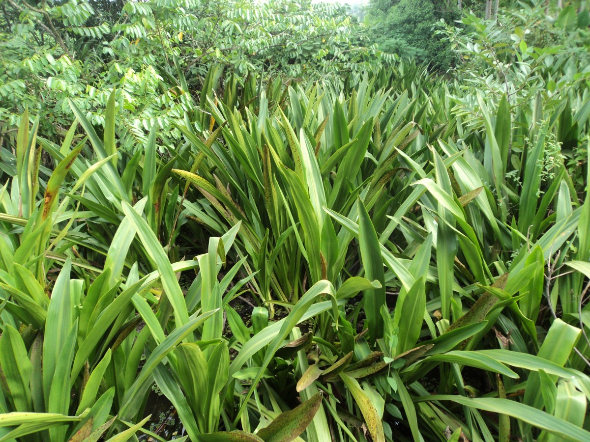 Hanguana anthelminthica (Blume ex Schult. & Schult.f.) Masam.