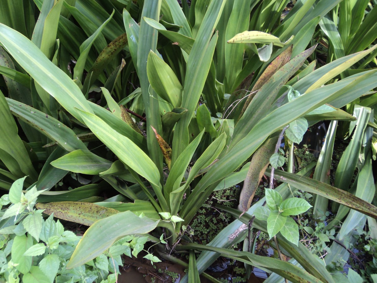 Hanguana anthelminthica (Blume ex Schult. & Schult.f.) Masam.