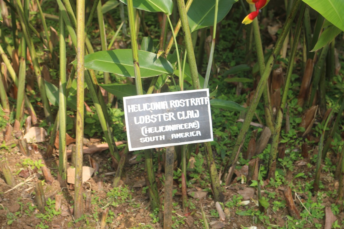 Heliconia rostrata Ruiz & Pav.