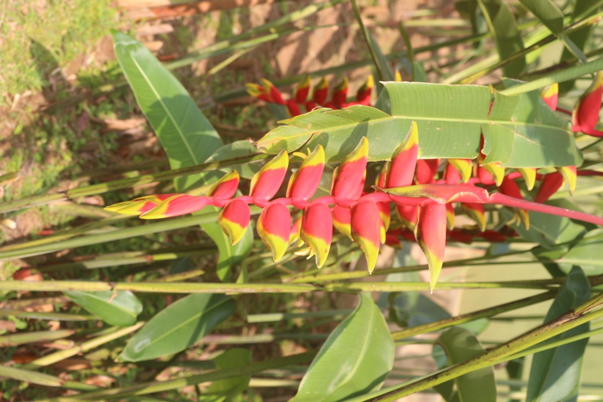 Heliconia rostrata Ruiz & Pav.