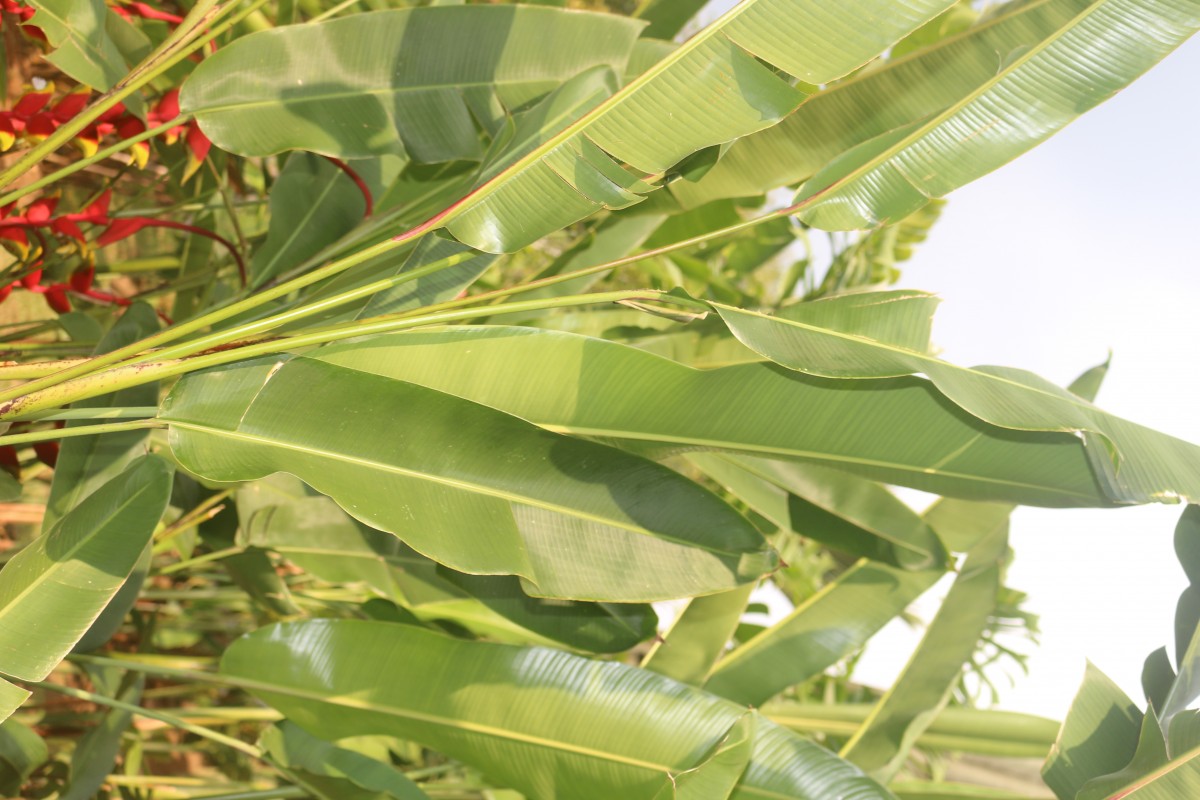 Heliconia rostrata Ruiz & Pav.