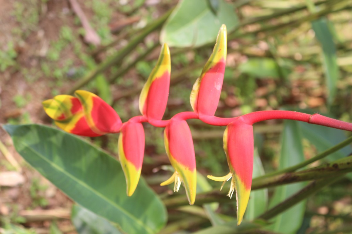 Heliconia rostrata Ruiz & Pav.