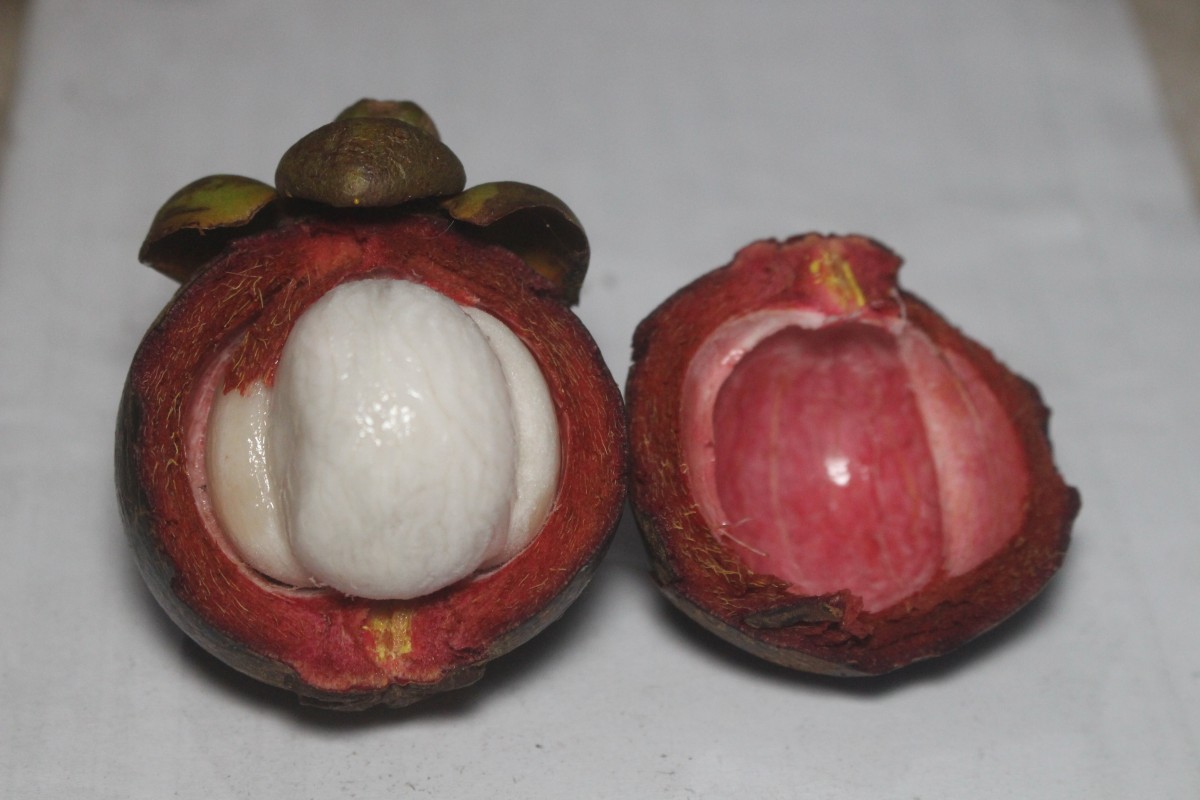 Garcinia mangostana L.