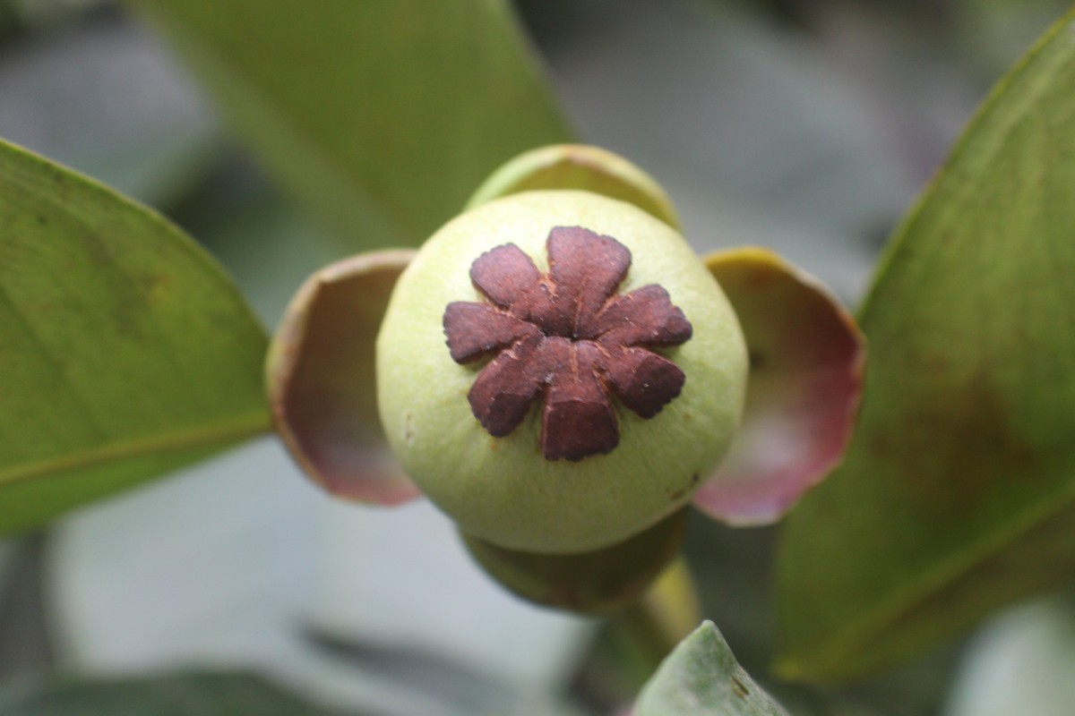 Garcinia mangostana L.