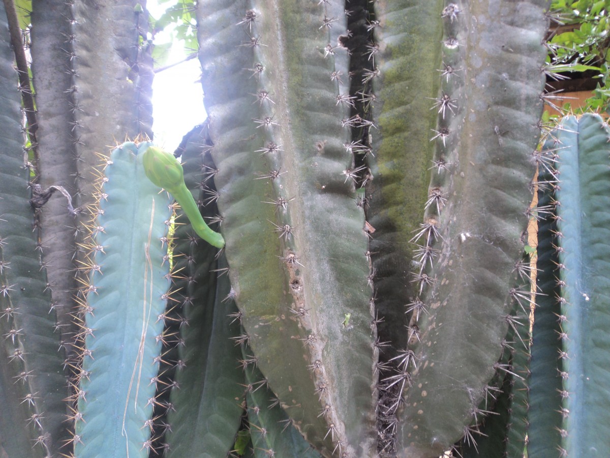 Cereus repandus (L.) Mill.