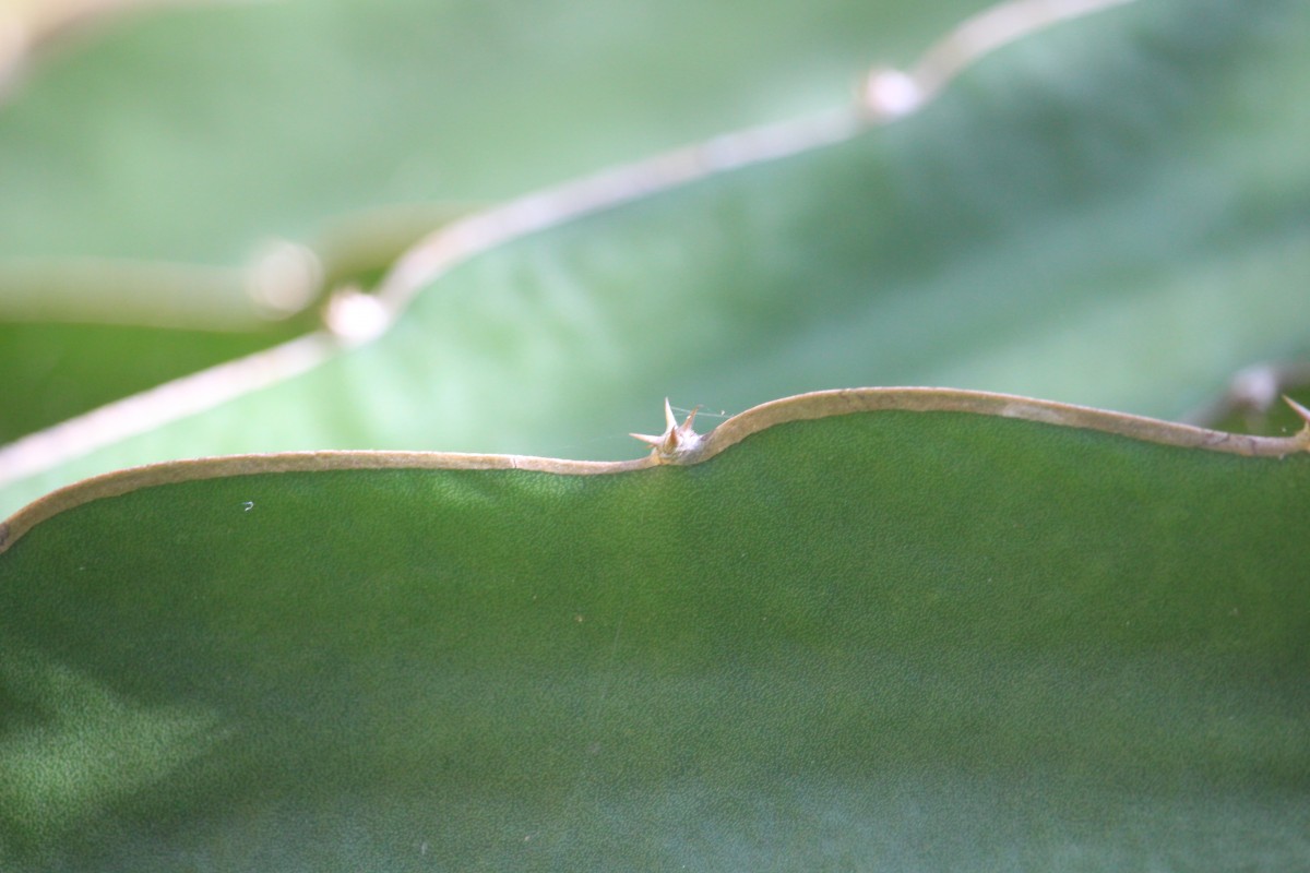 Selenicereus undatus (Haw.) D.R.Hunt