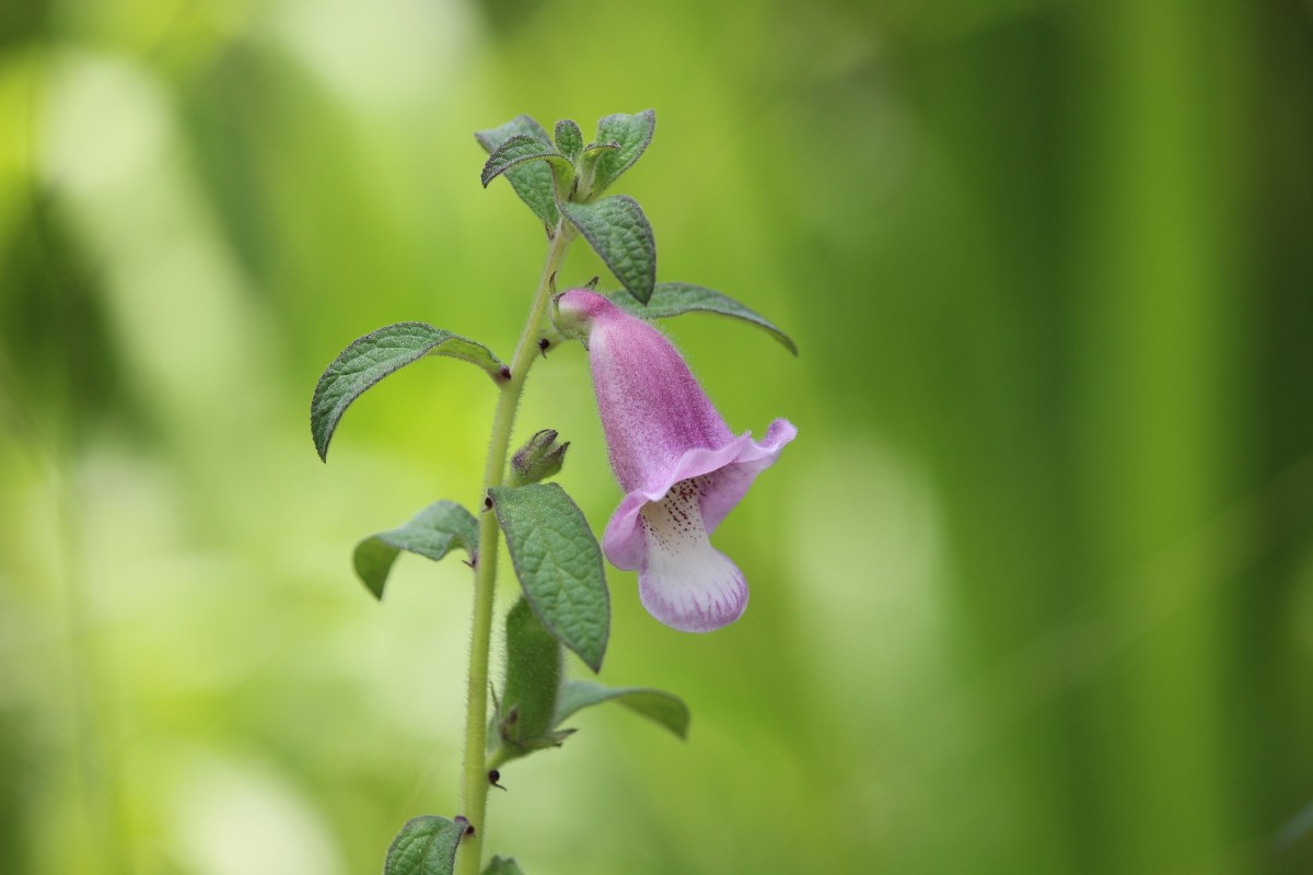 Sesamum radiatum Thonn. ex Hornem.