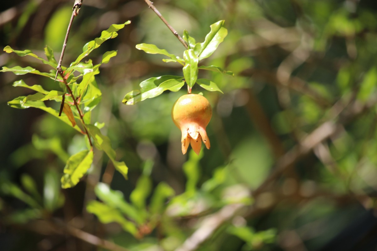 Punica granatum L.