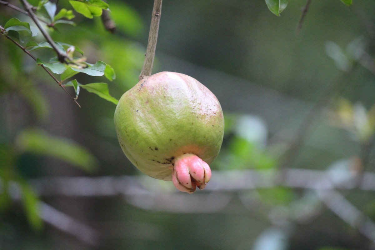 Punica granatum L.